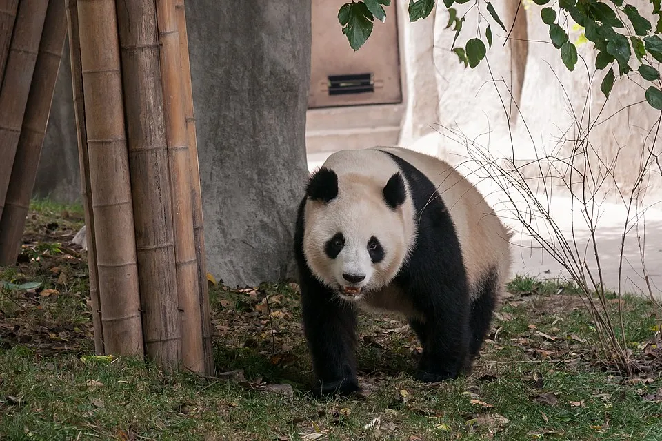 A giant panda at the Chengdu Research Base of Giant Panda Breeding